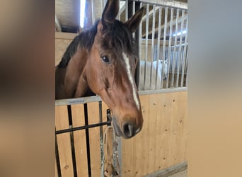 Zangersheider, Gelding, 13 years, 16 hh, Brown