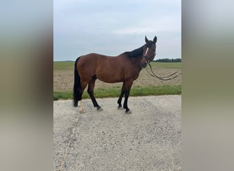 Zangersheider, Gelding, 13 years, 16 hh, Brown
