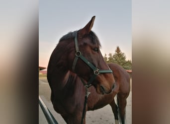 Zangersheider, Gelding, 13 years, 16 hh, Brown