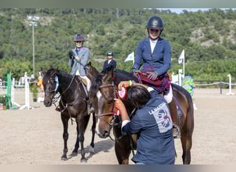 Zangersheider, Gelding, 13 years, 16,1 hh, Bay-Dark