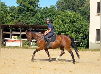 Zangersheider, Gelding, 13 years, 16,1 hh, Brown