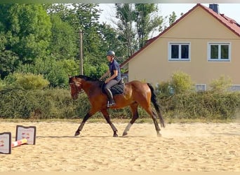Zangersheider, Gelding, 13 years, 16,1 hh, Brown