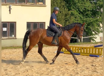 Zangersheider, Gelding, 13 years, 16,1 hh, Brown