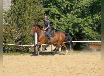 Zangersheider, Gelding, 13 years, 16,1 hh, Brown