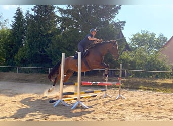 Zangersheider, Gelding, 13 years, 16,1 hh, Brown