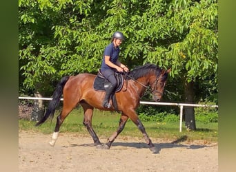 Zangersheider, Gelding, 13 years, 16,1 hh, Brown