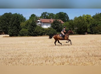 Zangersheider, Gelding, 13 years, 16,1 hh, Brown
