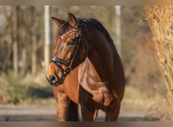 Zangersheider, Gelding, 13 years, 16,2 hh