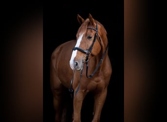 Zangersheider, Gelding, 13 years, 17,2 hh, Chestnut-Red