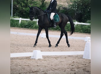 Zangersheider, Gelding, 13 years, 17 hh, Black