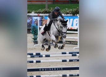 Zangersheider, Gelding, 13 years, 17 hh, Grey