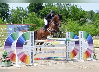 Zangersheider, Gelding, 13 years, 17,1 hh, Brown