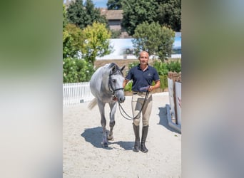 Zangersheider, Gelding, 14 years, 15,1 hh, Grey