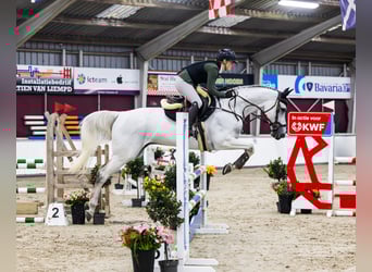 Zangersheider, Gelding, 14 years, 16 hh, Grey