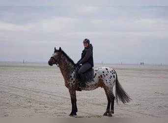 Zangersheider, Gelding, 14 years, 16 hh, Leopard-Piebald