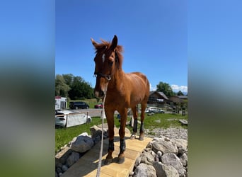 Zangersheider, Gelding, 15 years, 16.2 hh, Chestnut-Red