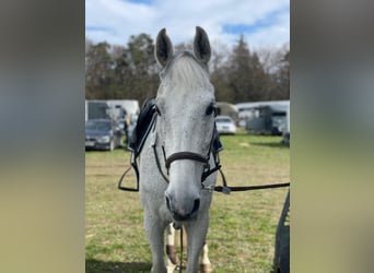 Zangersheider, Gelding, 15 years, 16,1 hh, Grey