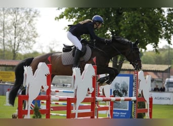 Zangersheider, Gelding, 15 years, 16,3 hh, Bay-Dark