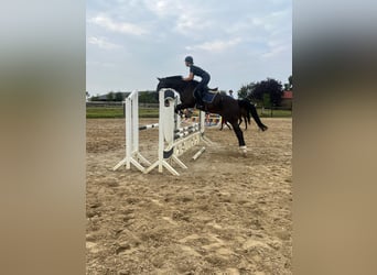 Zangersheider, Gelding, 15 years, 17 hh, Bay-Dark