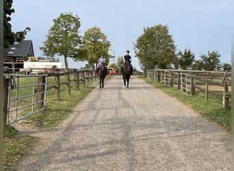 Zangersheider, Gelding, 15 years, 17 hh, Bay-Dark