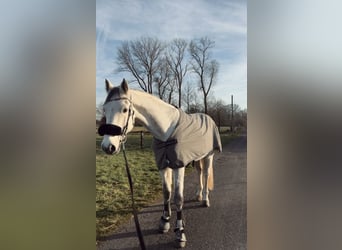 Zangersheider, Gelding, 15 years, 17 hh, Grey-Dapple