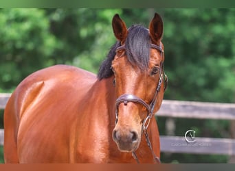 Zangersheider, Gelding, 15 years, 17,2 hh, Bay