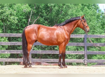 Zangersheider, Gelding, 15 years, 17,2 hh, Bay