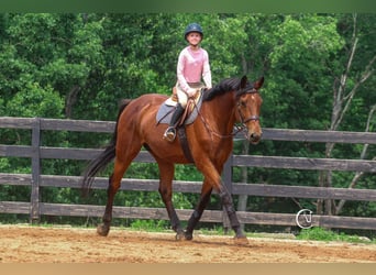 Zangersheider, Gelding, 15 years, 17,2 hh, Bay