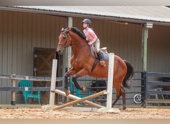 Zangersheider, Gelding, 15 years, 17,2 hh, Bay