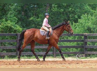 Zangersheider, Gelding, 15 years, 17,2 hh, Bay