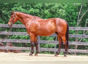 Zangersheider, Gelding, 15 years, 17,2 hh, Bay