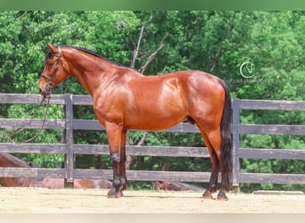 Zangersheider, Gelding, 15 years, 17,2 hh, Bay