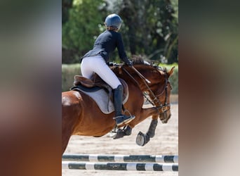 Zangersheider, Gelding, 16 years, 16.1 hh, Bay