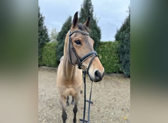 Zangersheider, Gelding, 16 years, 16,2 hh, Brown-Light