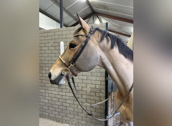 Zangersheider, Gelding, 16 years, 16,2 hh, Brown-Light