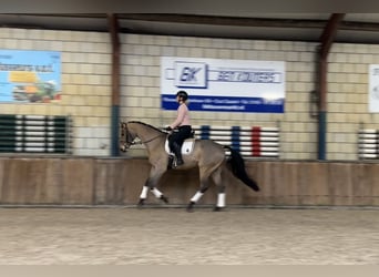 Zangersheider, Gelding, 16 years, 16,2 hh, Brown-Light