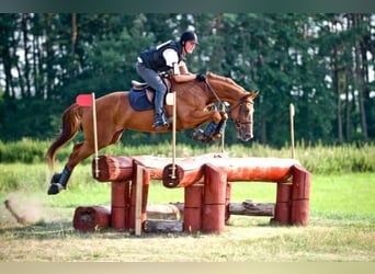 Zangersheider, Gelding, 16 years, 16.2 hh, Chestnut-Red