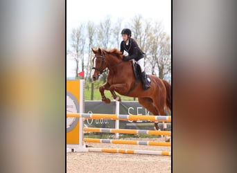 Zangersheider, Gelding, 16 years, 16 hh, Chestnut