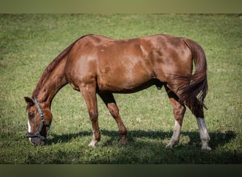 Zangersheider, Gelding, 16 years, 16 hh, Chestnut