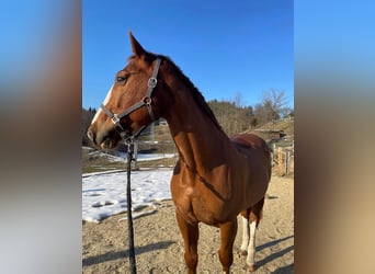Zangersheider, Gelding, 16 years, 16 hh, Chestnut