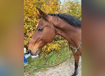 Zangersheider, Gelding, 16 years, 16,1 hh, Bay-Dark