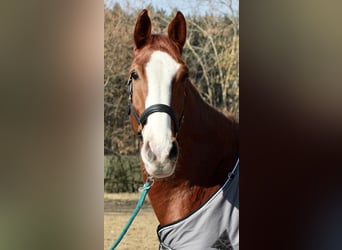 Zangersheider, Gelding, 16 years, 17.1 hh, Chestnut-Red