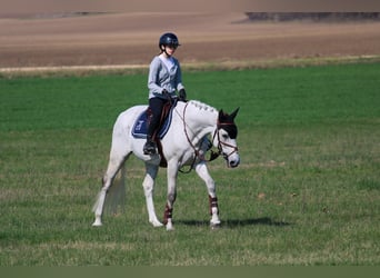 Zangersheider, Gelding, 18 years, 16,1 hh, Gray