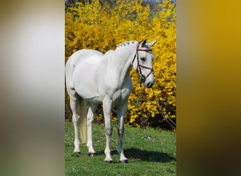 Zangersheider, Gelding, 18 years, 16,1 hh, Gray