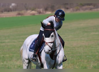 Zangersheider, Gelding, 18 years, 16,1 hh, Gray