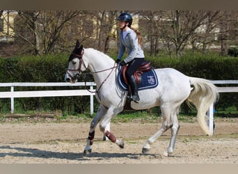 Zangersheider, Gelding, 18 years, 16,1 hh, Gray