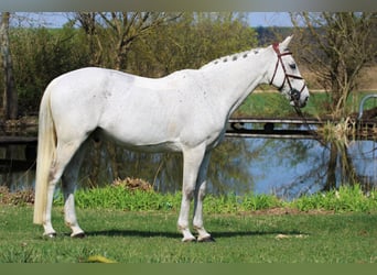 Zangersheider, Gelding, 18 years, 16,1 hh, Gray