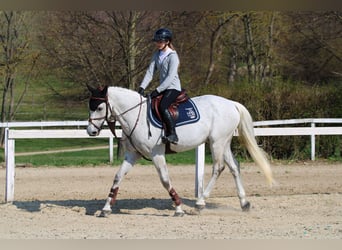 Zangersheider, Gelding, 18 years, 16,1 hh, Gray