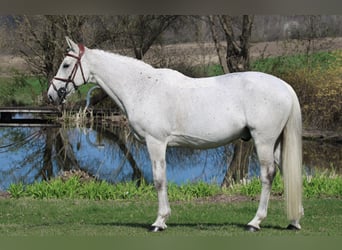 Zangersheider, Gelding, 18 years, 16,1 hh, Gray