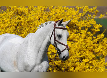 Zangersheider, Gelding, 18 years, 16,1 hh, Gray